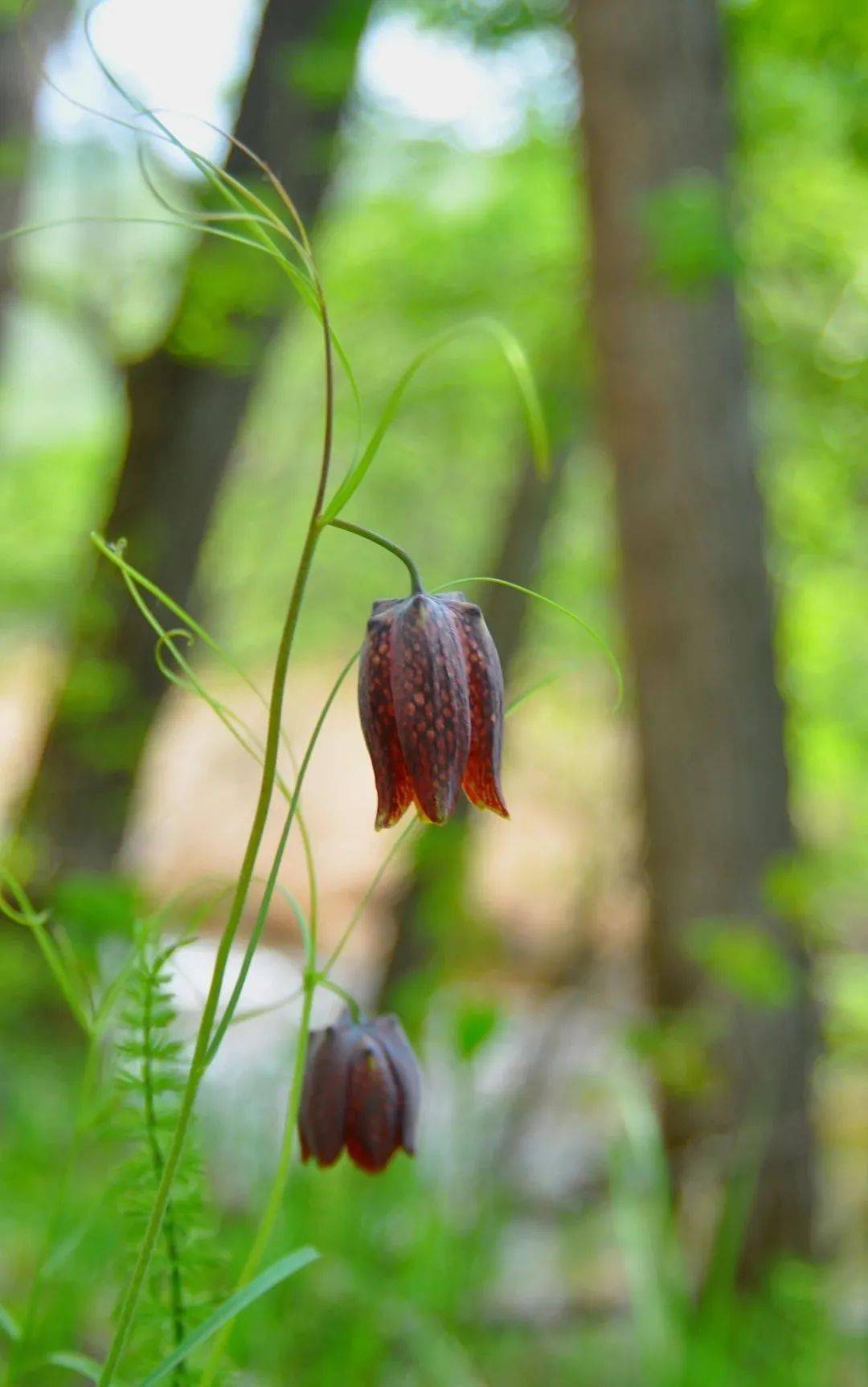 japonicus鲜黄连plagiorhegma dubium猴菇菌hericium erinaceus山楂