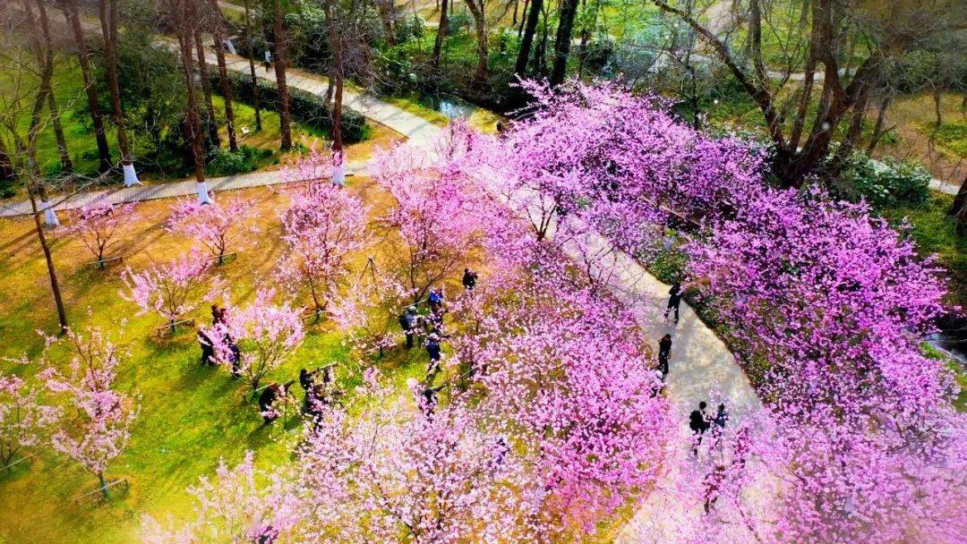 走進南京中山植物園北園櫻花大道就像走進一個粉色的世界!