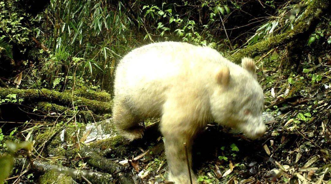 去年发现首例白化病熊猫图片来自卧龙自然保护区虽然得上白化病的概率