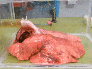 就像这样:通过抽出和放进密封箱里的空气,可以模拟我们的肺呼吸和吸烟