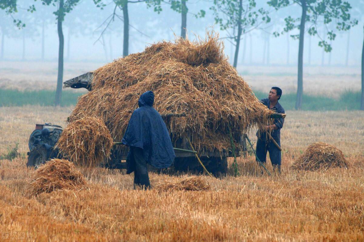 不久前还长在地里的胡麻,如今都已经收割完毕,校园外面打麦场上的草垛