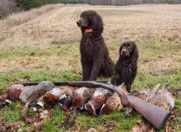 羊头狗身的猛犬 在丛林深潭中穿梭 凶似比特犬 能力完爆军犬 猎犬