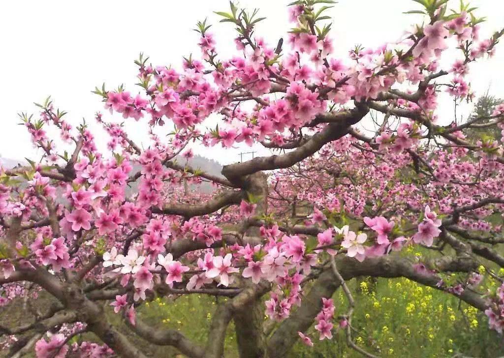 普者黑桃花图片