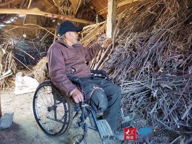 日照85岁独腿老人种了950株树苗,却没销路