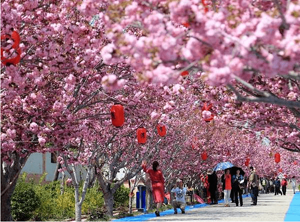 樱花悠乐园图片