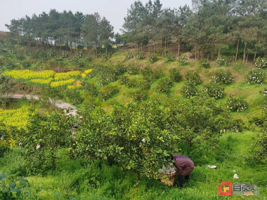 兜山镇:找准定位 积极融入双城经济圈
