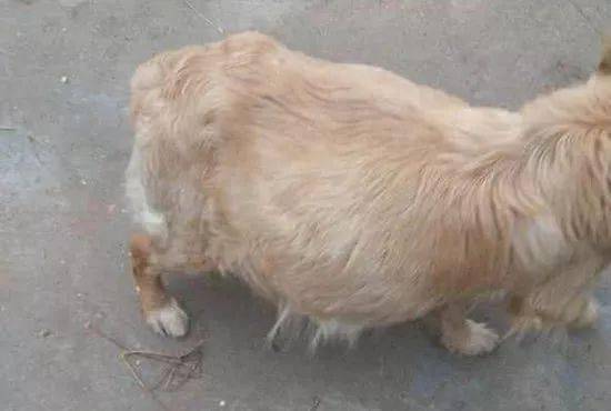 怎么看小狗是否怀孕了 64996dfb8f594267b4107ef264387331.jpeg