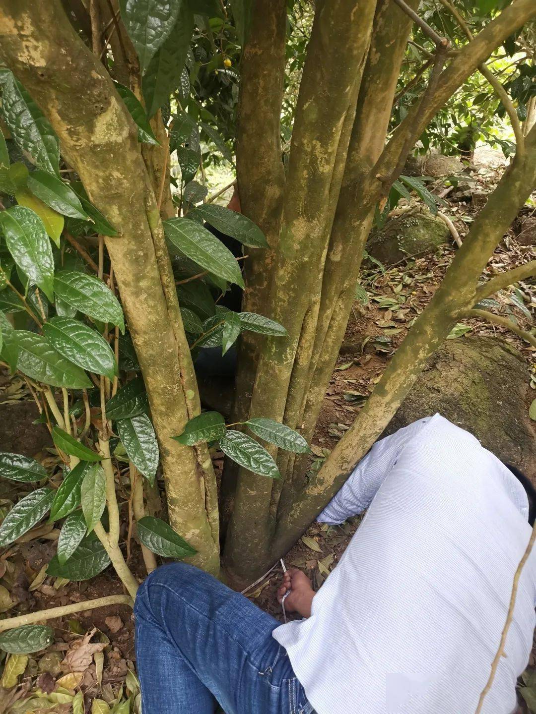 带你走进防城港市花中的王者金花茶花王和树王