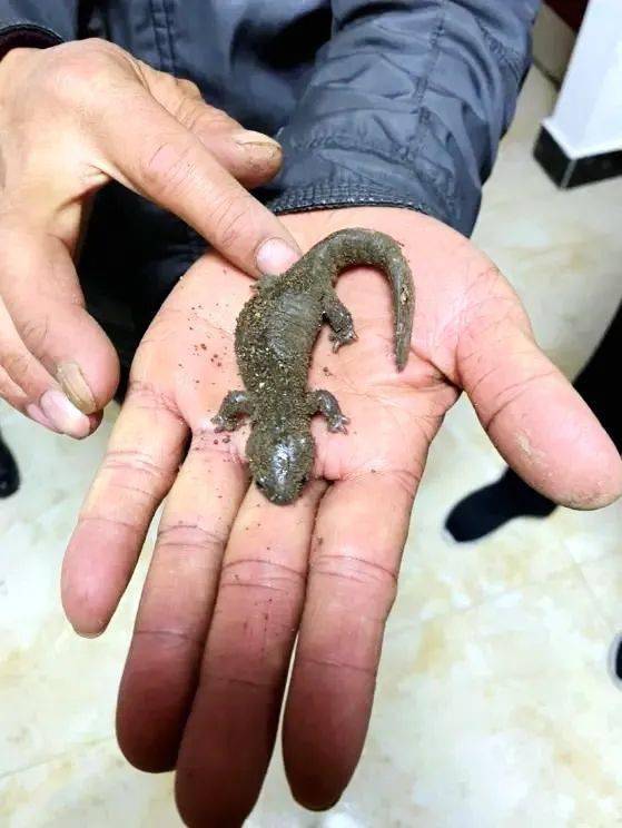 义乌这种动物升为国家二级保护动物_小鲵