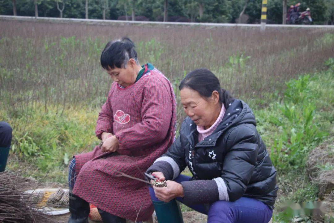 奕棋镇:小小紫薇花开启致富门_塘村