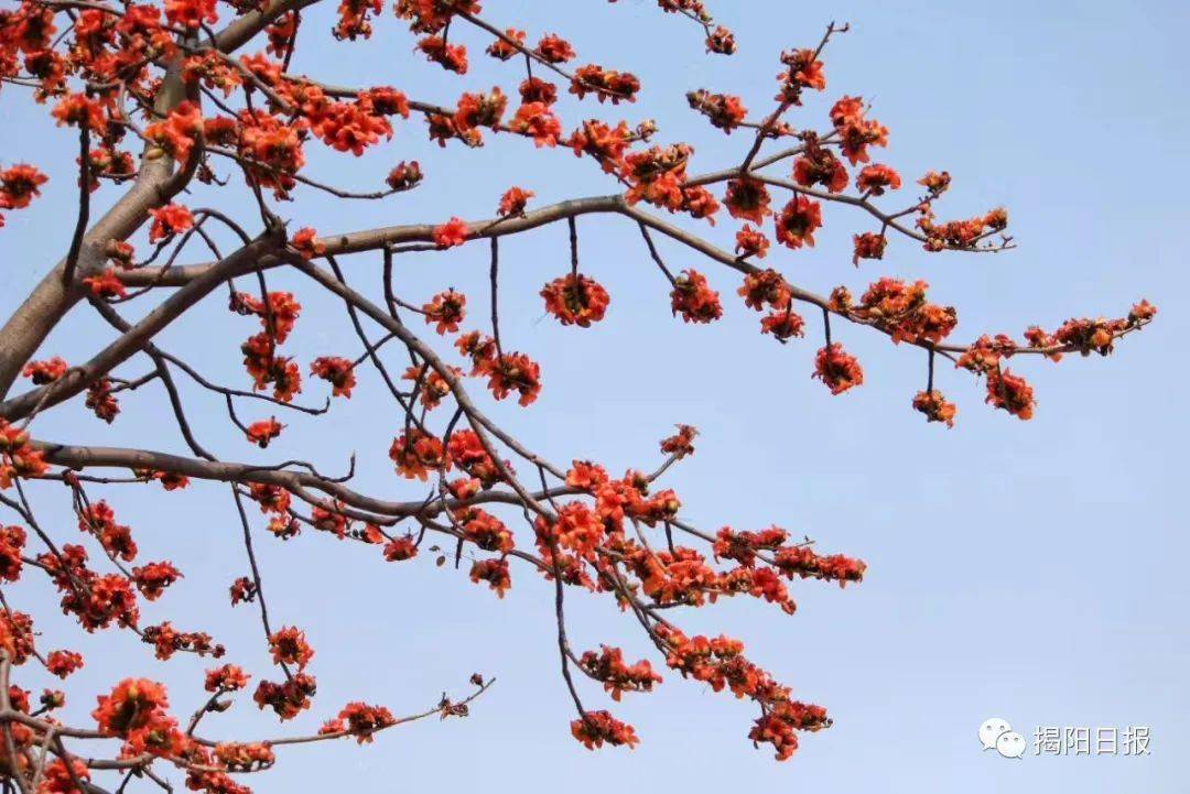 走一起去看揭阳花花的世界