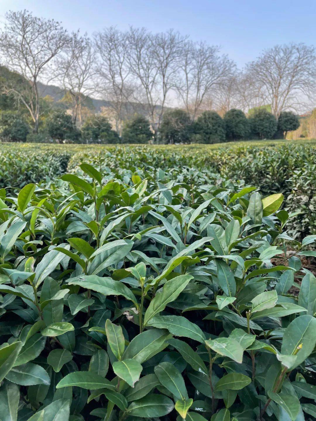 靈魂拷問:為什麼西湖邊的茶樹還沒開採,你朋友圈的西湖龍井就到貨了?