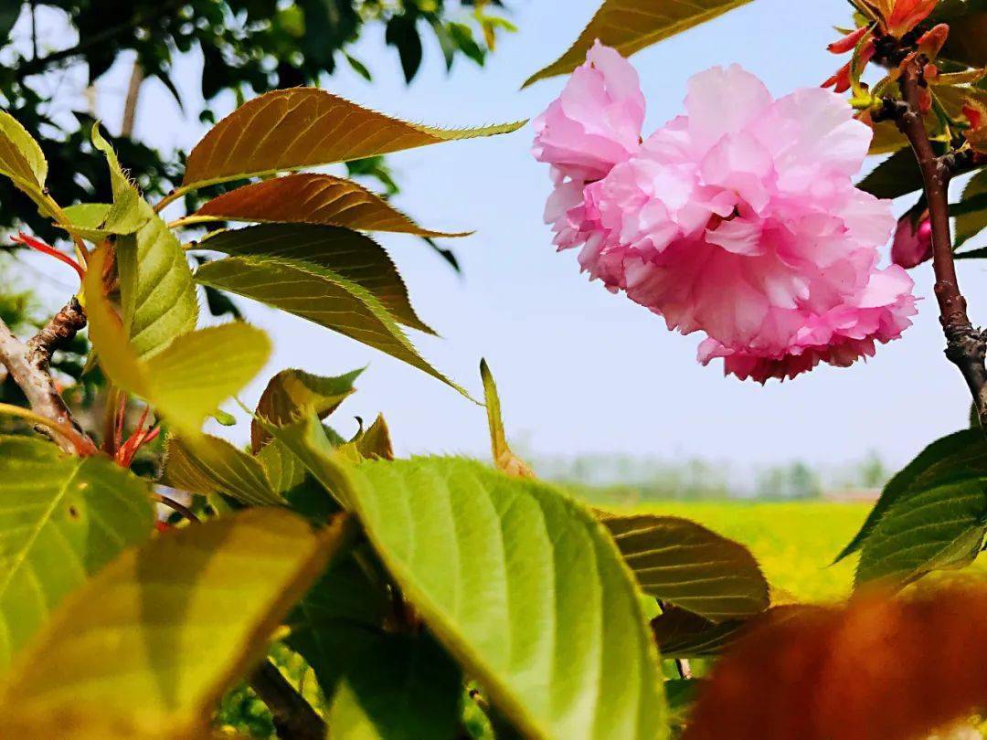 收藏春花盛放葉縣迎來了最美花季