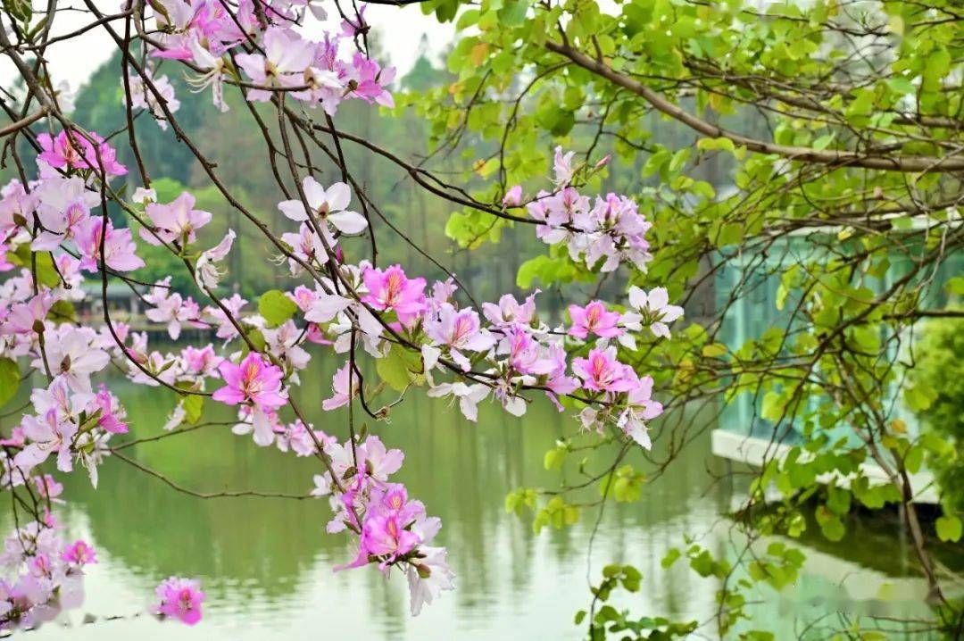 华南植物园春天图片