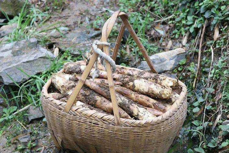 《舌尖上的中国》唯一推荐的春笋,生吃一口,三月不知肉味_雷笋