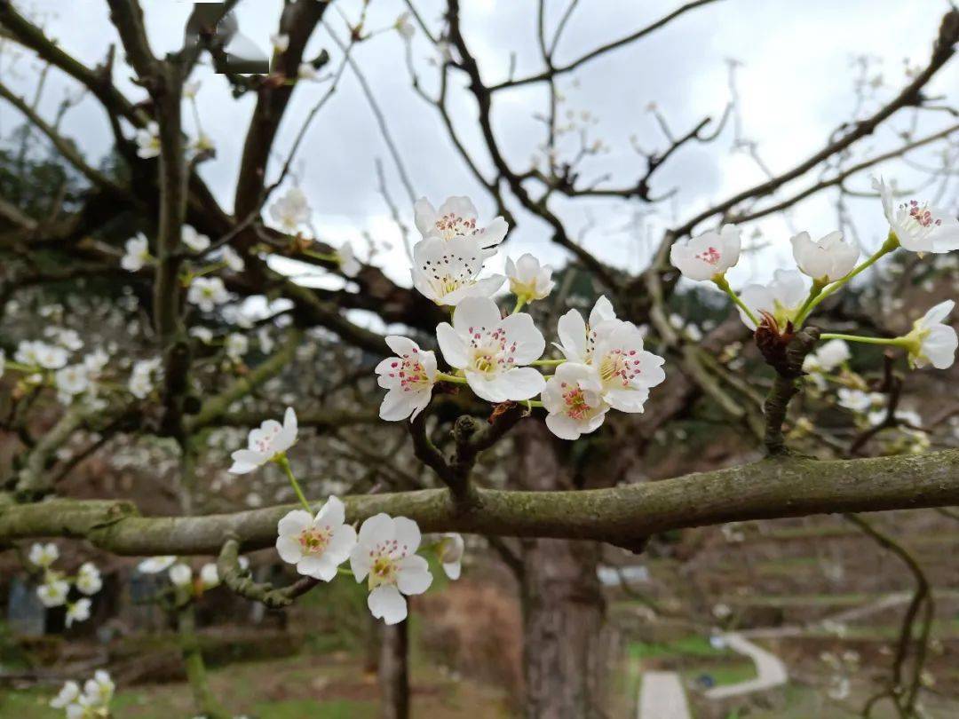 云和梨花开了！惊艳了这个春天!