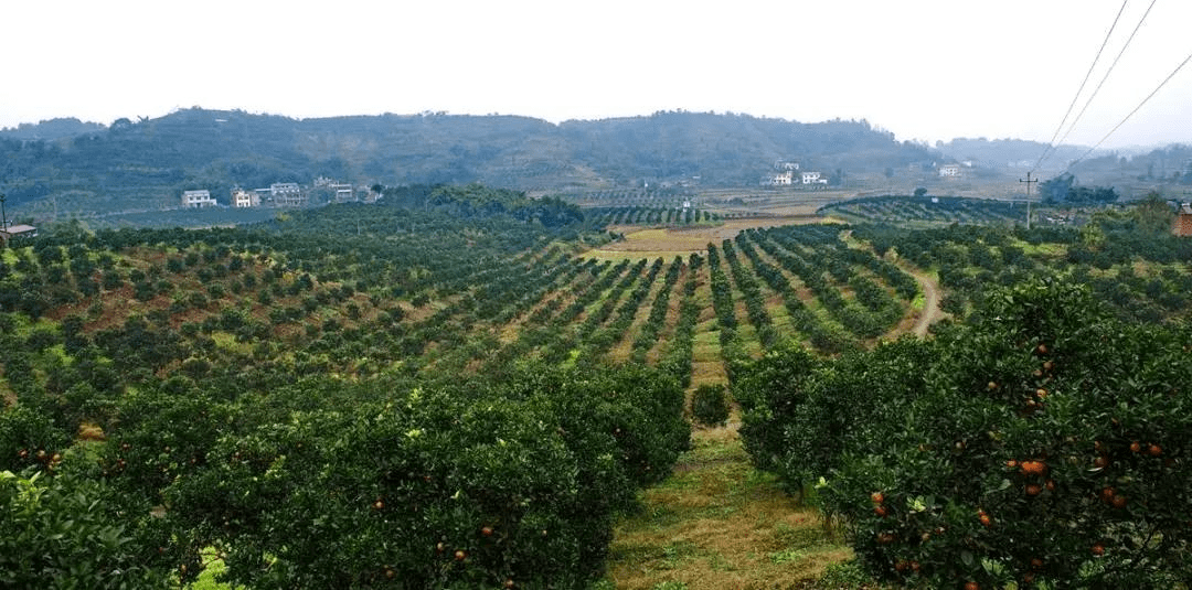 走,一起去打卡石门的春天_柑橘
