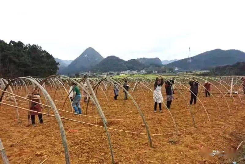 兴仁春来到九头村民种瓜忙