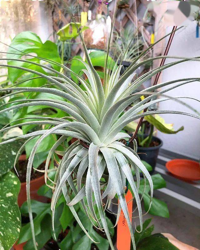 空凤/空气凤梨图鉴——薄纱(tillandsia gardneri)