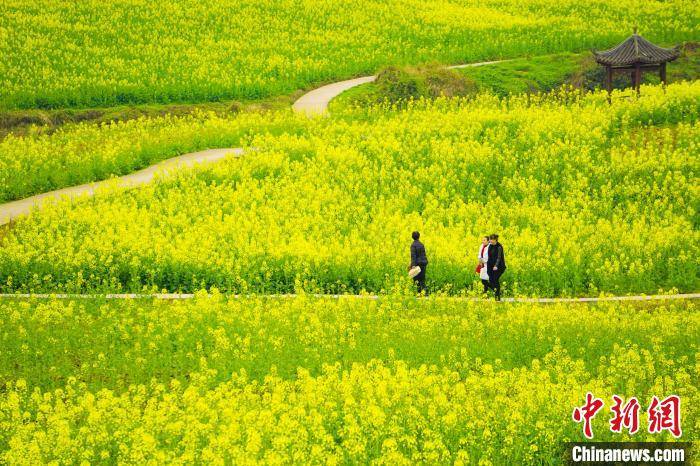 重庆忠县：正是菜花烂漫时 种出农乡好风景