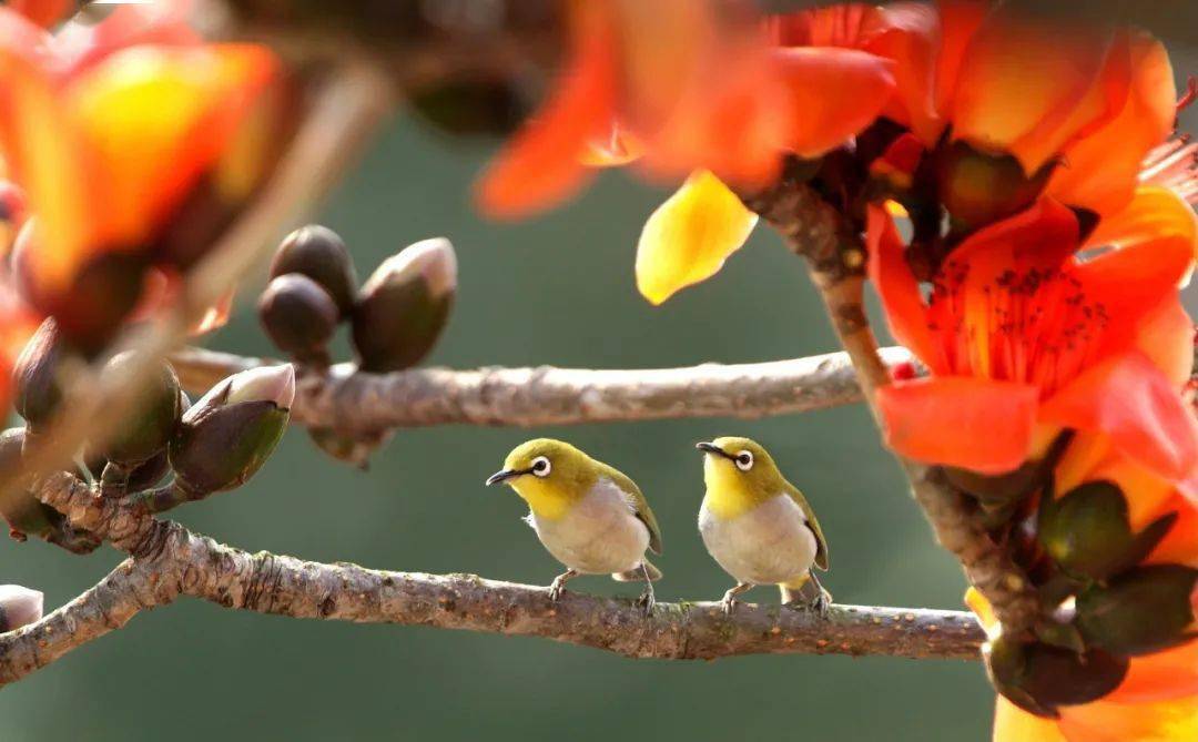 潮州市民 鹩哥 画眉等野生动物将不能随意笼养了 国家