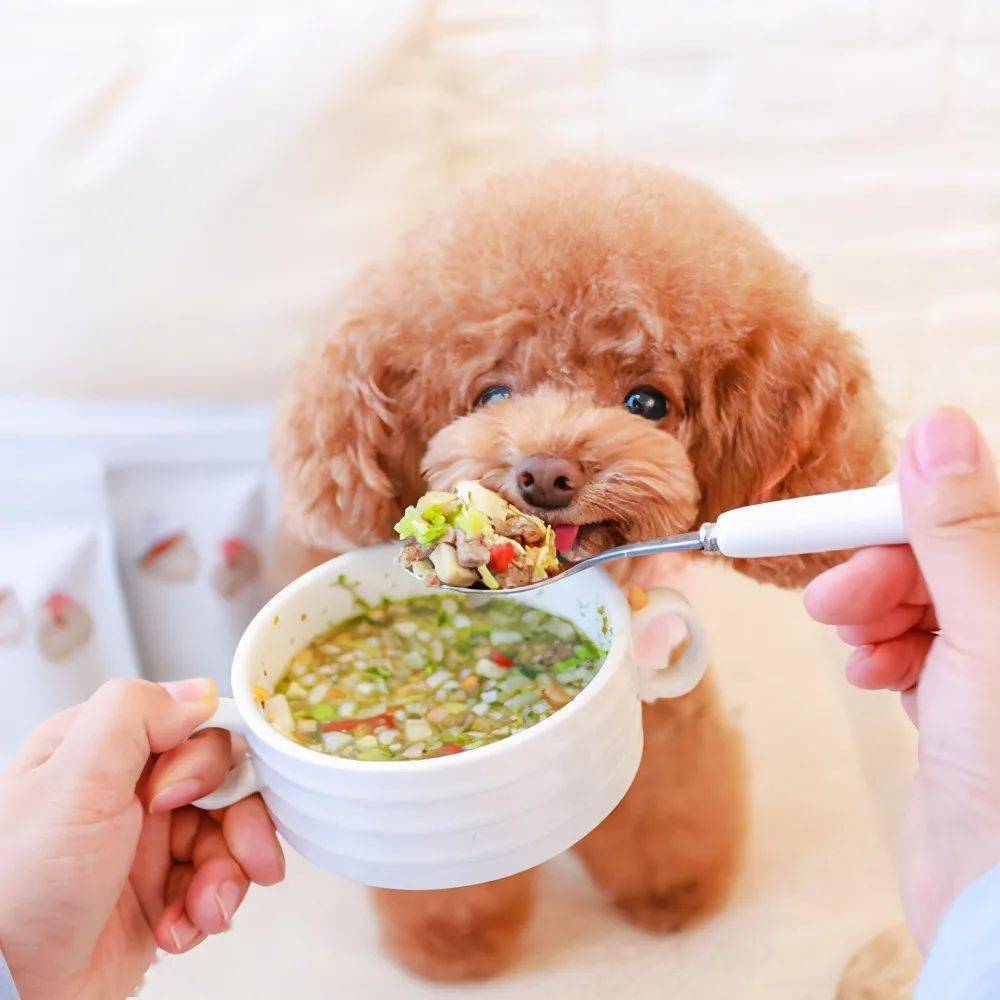 宁愿让狗狗挨饿,也不要乱喂这几种食物