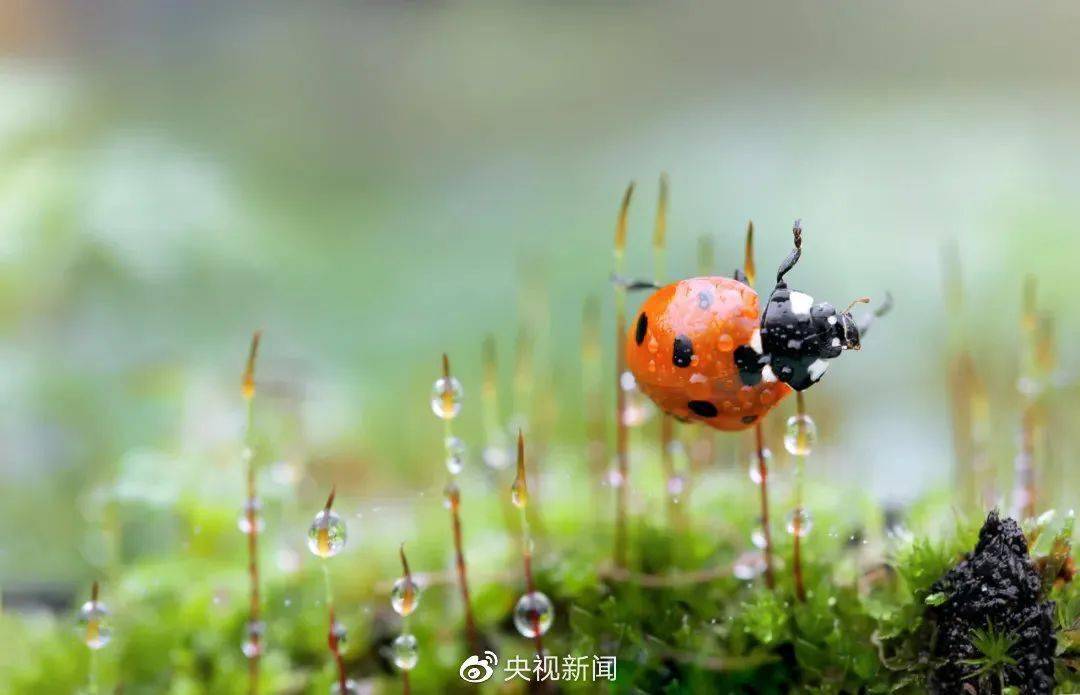 一陣催花雨, 數聲驚蟄雷 這幾日暖陽分外和煦 但厚衣服別急著收 圖源