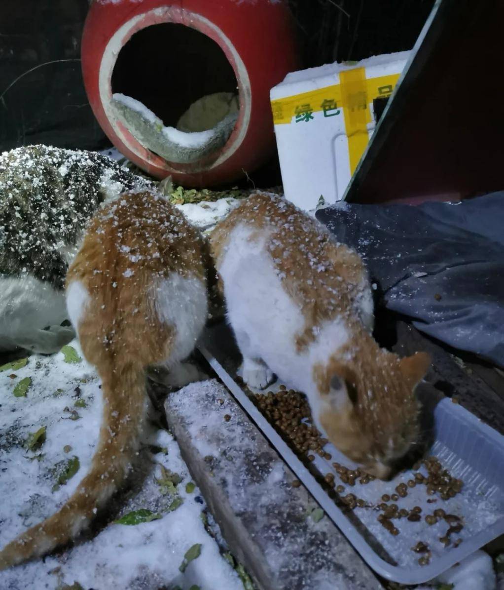 冬天怎么给流浪猫御寒一点馈赠给毛孩子带来温暖