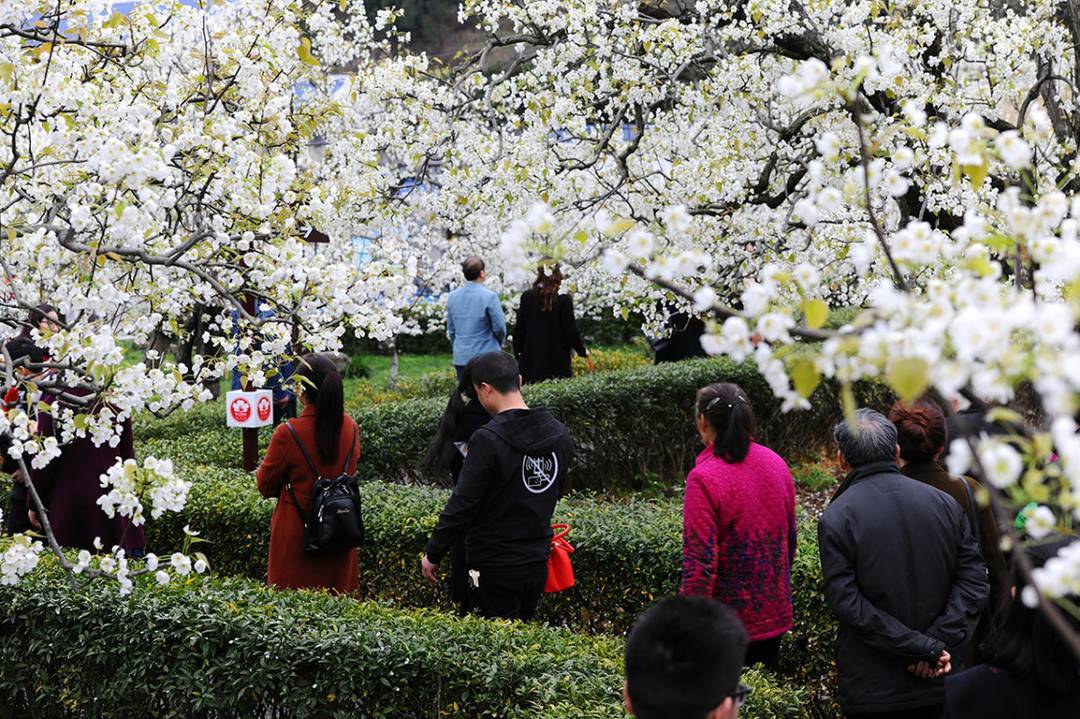 四川广元苍溪数万亩梨花绽放 4条赏花线路让你玩转整个春天