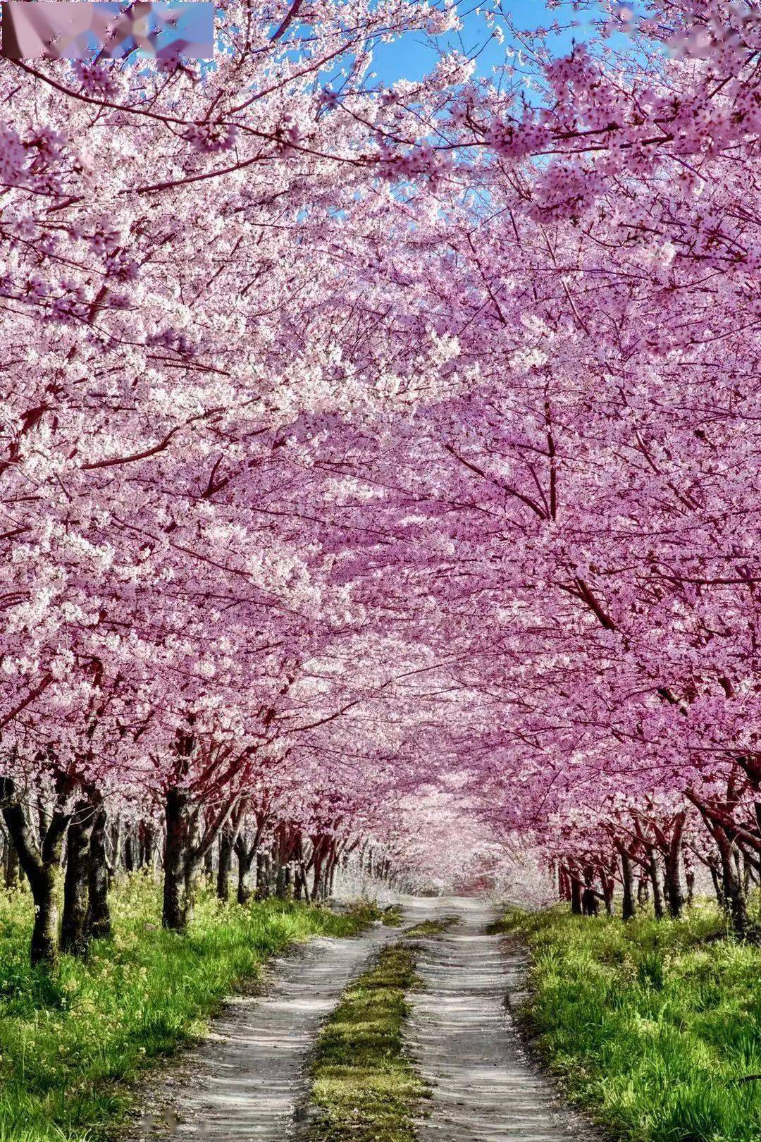 侧湖畔旁将在春风的暖抚下贵州6000亩樱花海3月春暖花开3月中下旬贵州