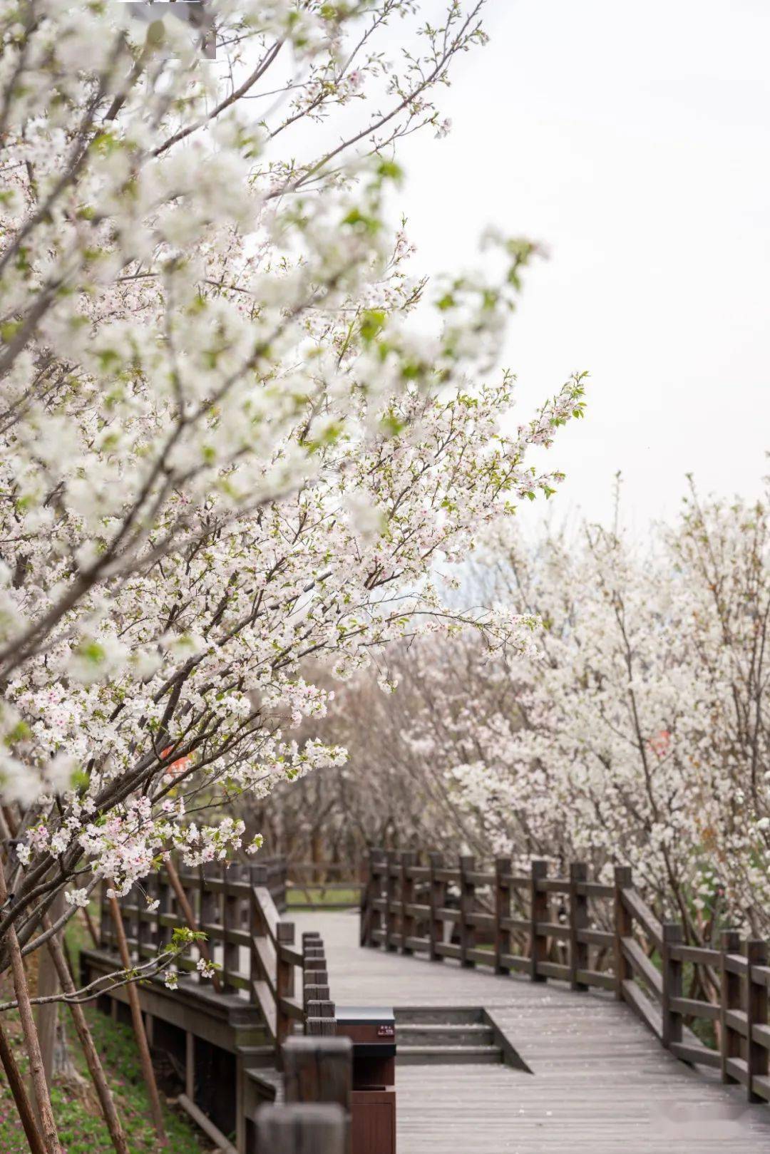 浙江这条"樱花长廊",国风小姐姐的最爱,趁着春日快打卡吧