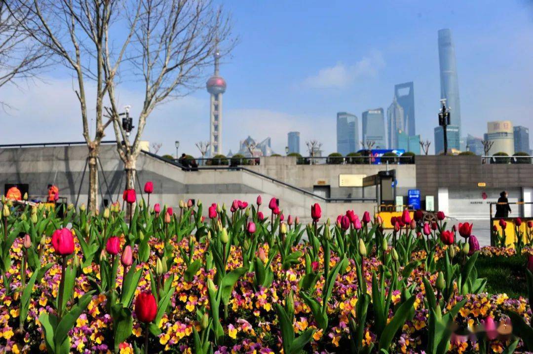 外滩郁金香争相绽蕾赶紧去最美花园赏花打卡