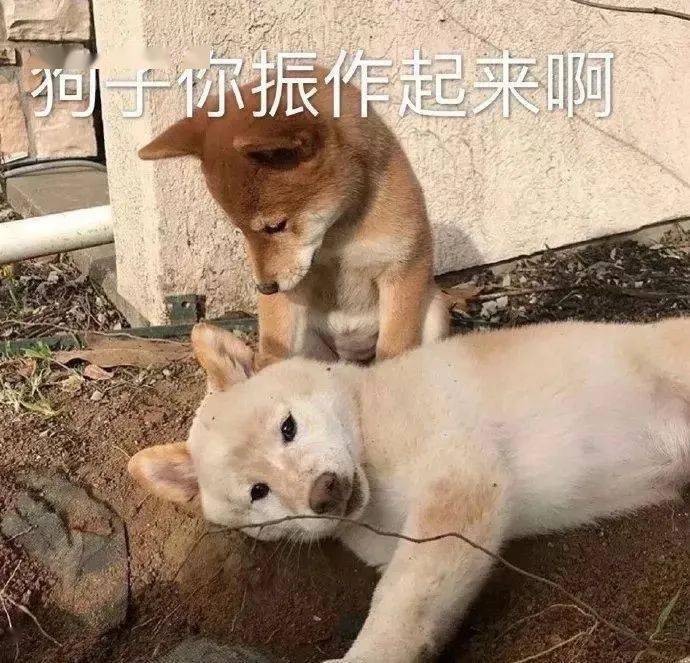 沙雕表情妹妹你不是我的对手