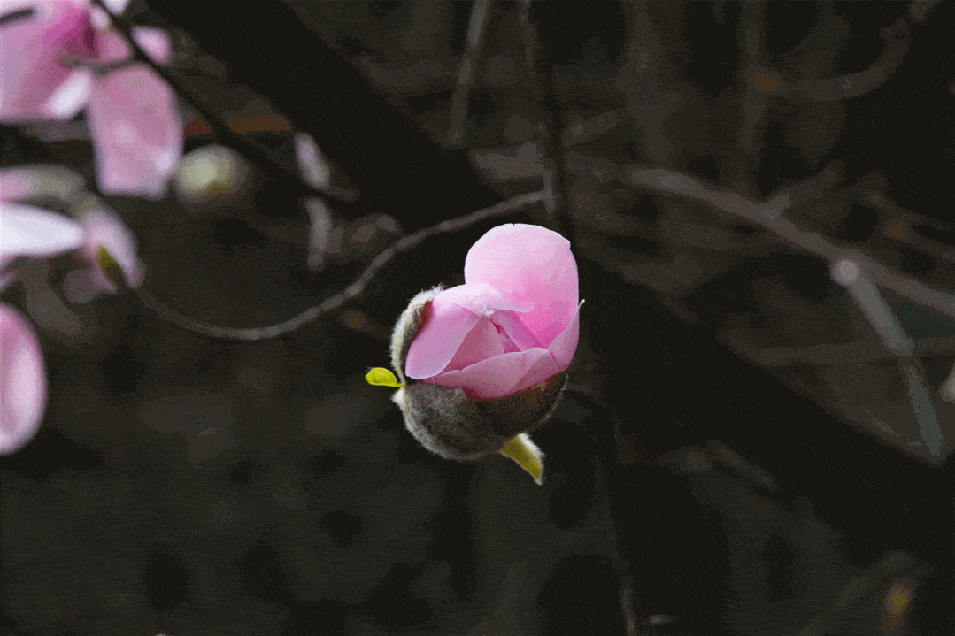 1079_719gif 动态图 动图