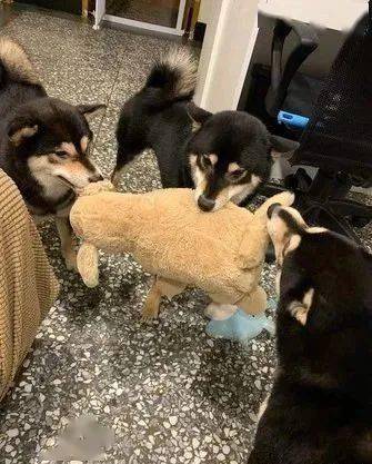 抢新玩具,3柴惹爸开骂"低吼变安静",10分钟分尸娃棉花炸满地_柴犬