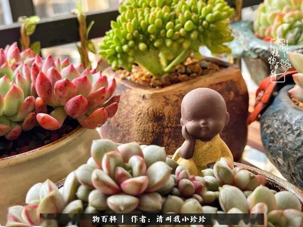 多肉与我 不负时光韶华 不知名 多肉与我 不负时光韶华 不知名