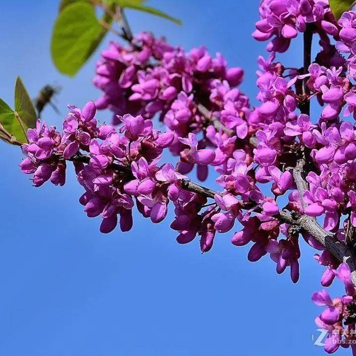 兰溪春日赏花指南 带你看遍"花花世界"_桃花