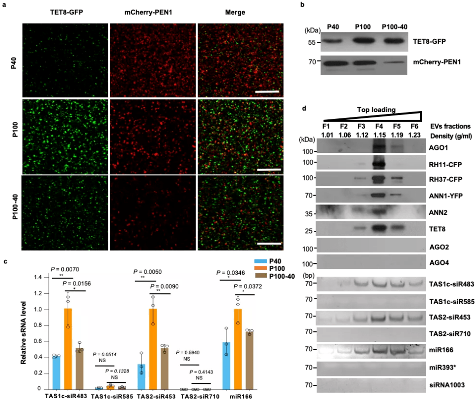 cnsv 来自搜狐网