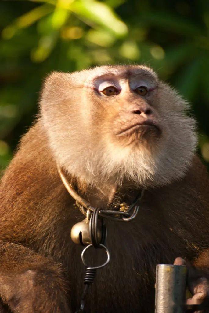 侯哥花果山嘻游记之大王邀我来植树_猴子捞月