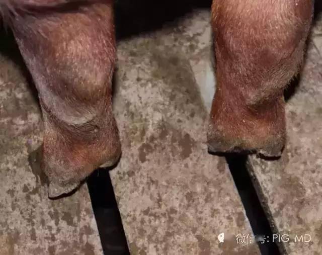 猪场裂蹄病例比往年异常之多原因何在