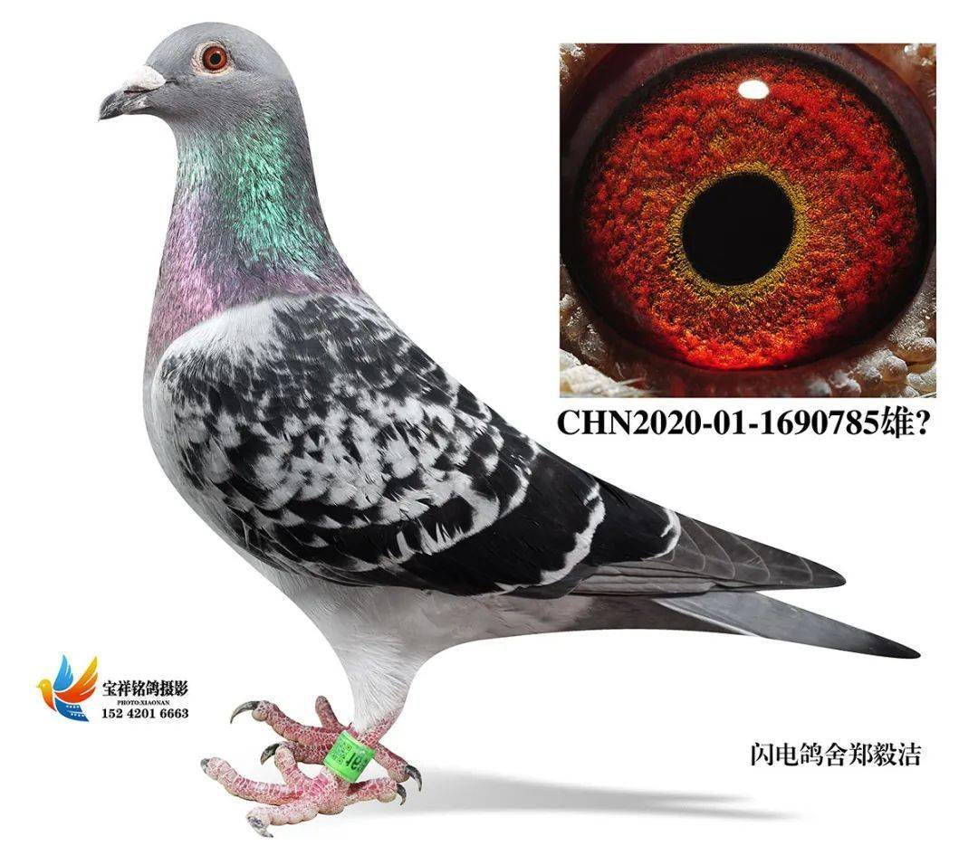 身价80万的世界鸽王到底有多厉害