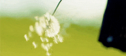 三八妇女节来月亮湾采摘蒲公英做健康美丽女人