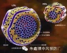什么是高密度脂肪 575d4d97c32e494a962bcac27c5728c8.jpeg