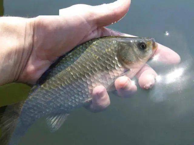 鱼多久可以繁殖 75880e34dc2f49fc98f214063ff8b728.jpeg