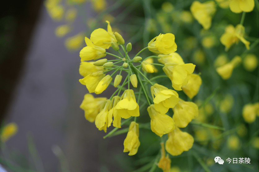 茶陵油菜花图片