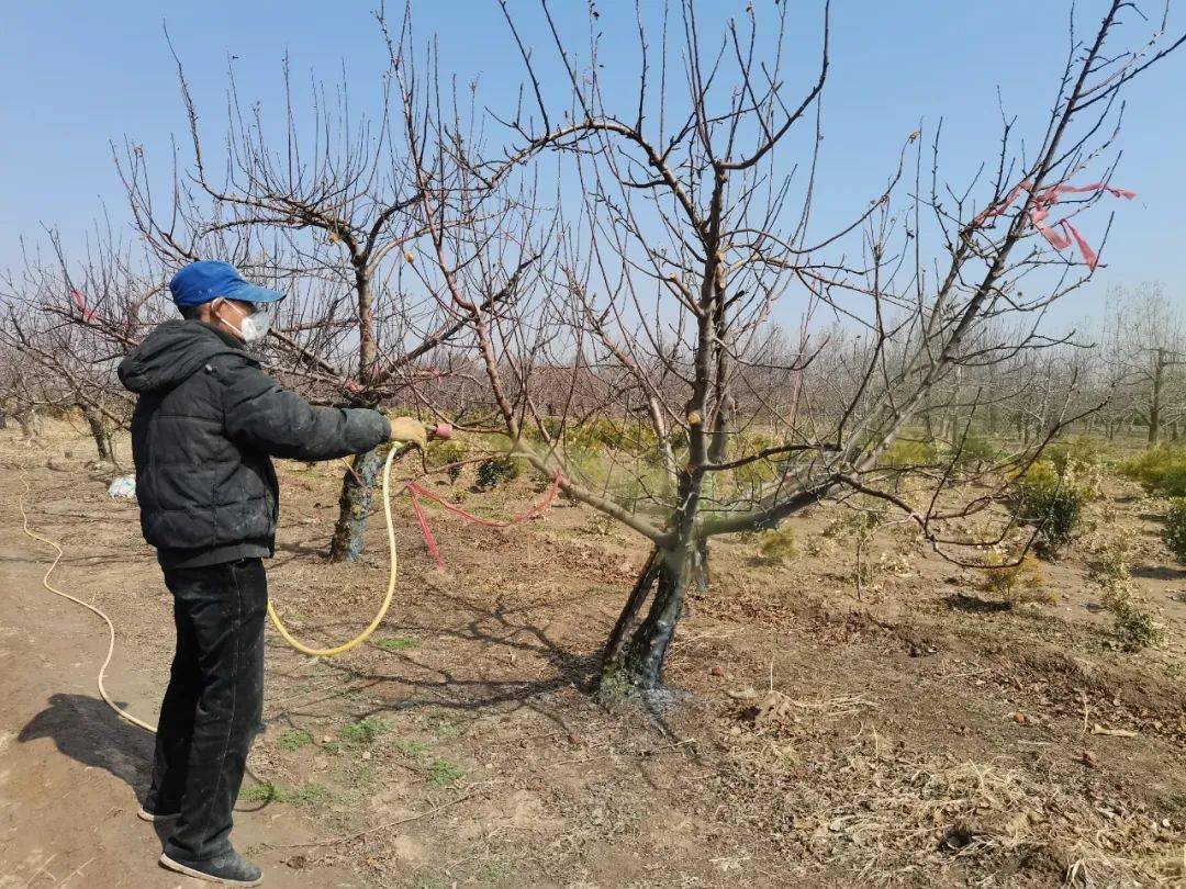 河津红明种植合作社 做好清园工作打好丰收基础 合剂