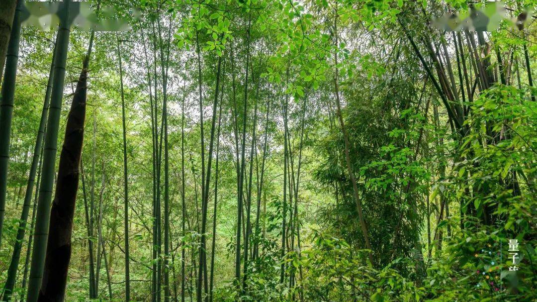 油油濃蔭匝地,黛雲遮日的各式竹子真別有一番雅靜清幽之感△往期出行