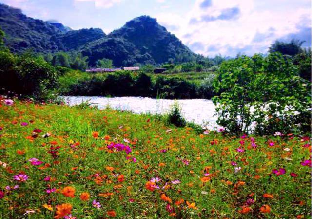 花開成海德天老木棉賞花節五大主題活動帶你沉浸式打卡