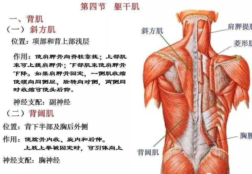 肌肉解剖高清圖譜