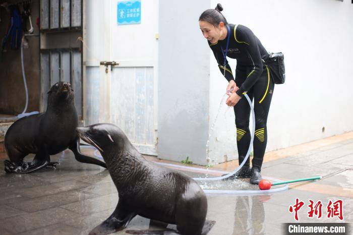 南京海底世界女饲养员的别样三八节